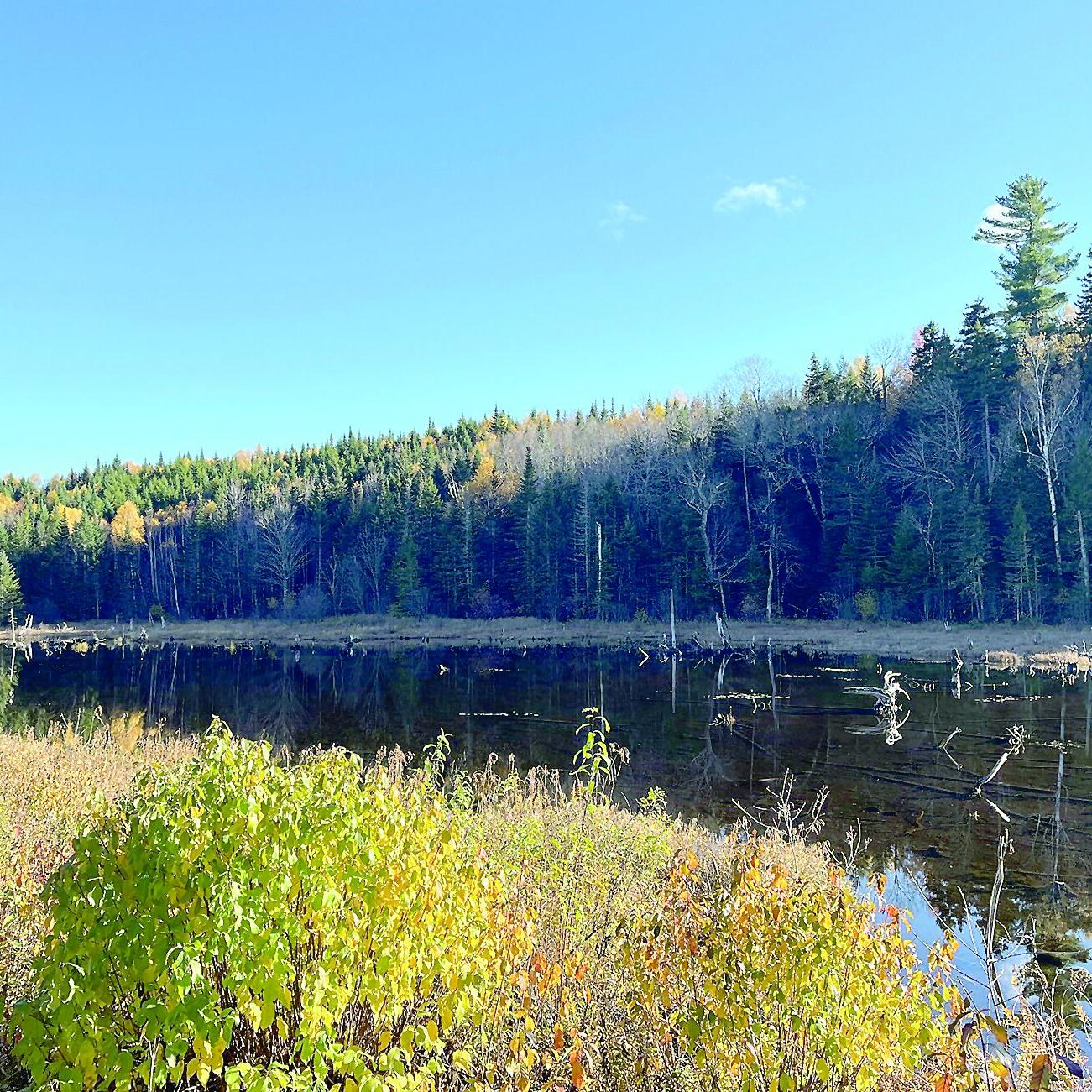 Wheel Family Fun.- foliage ride - East Branch Road swamp/pond